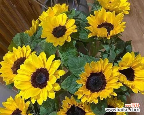 传递快乐和希望的花朵 以向日葵的花语为主题的微笑