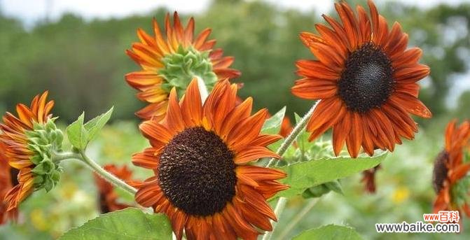 传递快乐和希望的花朵 以向日葵的花语为主题的微笑