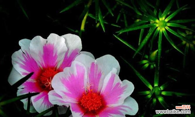 康乃馨花语的深刻含义 思念之花——康乃馨的花语