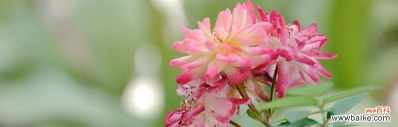 用玫瑰花传递爱意 以玫瑰花的花语表达“我喜欢你”