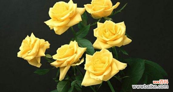 以玫瑰花为主题 花语浪漫传情,我爱你的心意无需言表