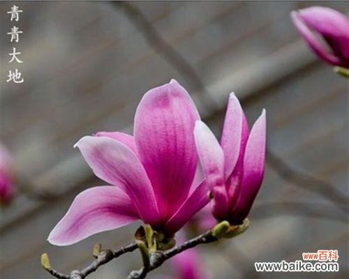 探索紫玉兰花的象征意义 紫玉兰花的寓意与魅力