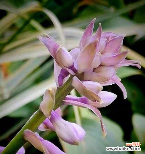 探寻传统文化中的美丽符号 子萼玉簪的花语与意义