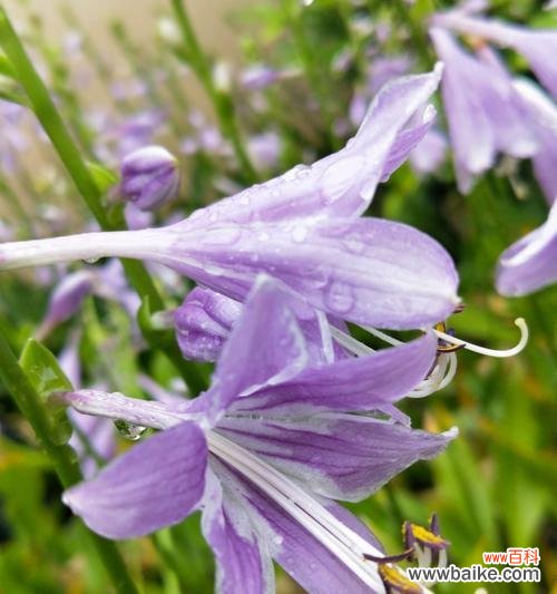 探寻传统文化中的美丽符号 子萼玉簪的花语与意义