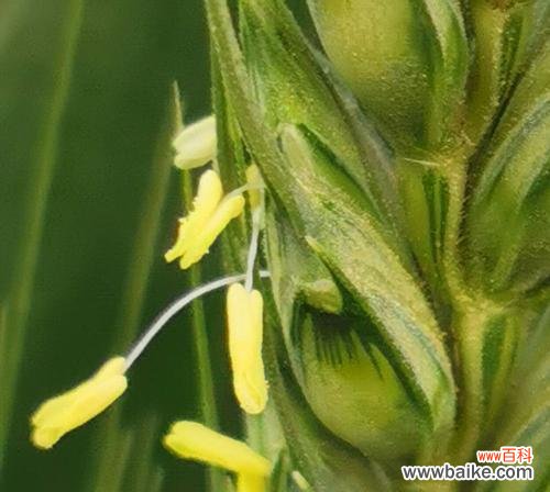 探寻传统文化中的美丽符号 子萼玉簪的花语与意义