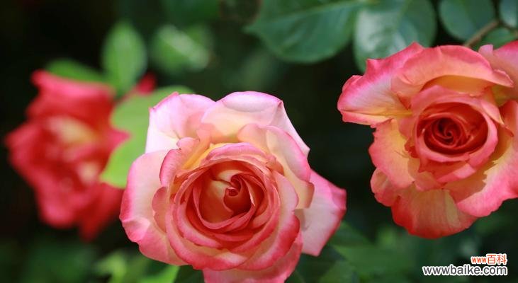 揭示芙蓉月季的15种花语 芙蓉月季花语