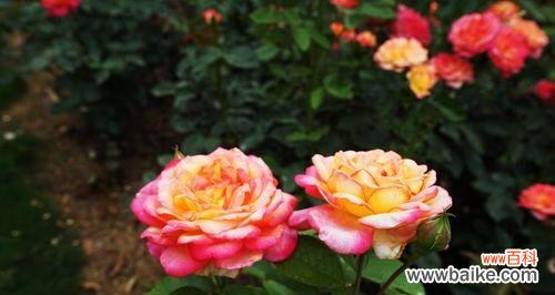 揭示芙蓉月季的15种花语 芙蓉月季花语