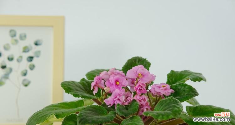 揭示堇花的意义与美丽 探寻堇花的花语及其特点