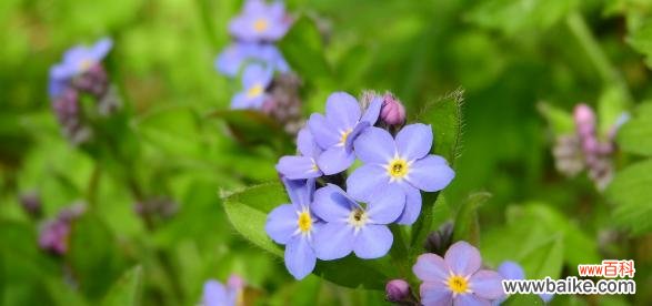 揭示堇花的意义与美丽 探寻堇花的花语及其特点