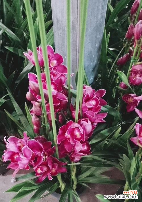 揭示美丽花卉背后的深意 蕙兰花的花语与寓意