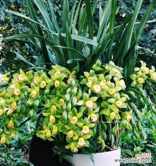 揭示美丽花卉背后的深意 蕙兰花的花语与寓意