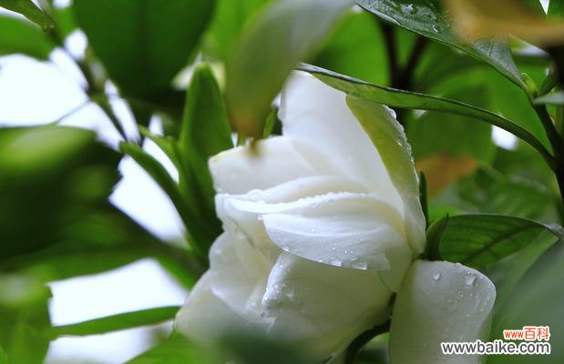 栀子花的花语是什么 栀子花的花语与开花季节