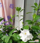 象征爱情和纯洁的栀子花开放的季节 栀子花的美丽之旅