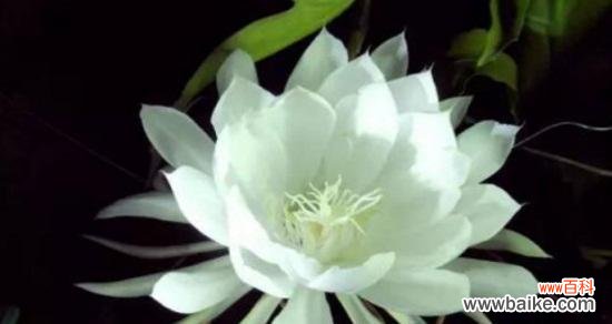 昙花的意义和象征解读 昙花的寓意与象征