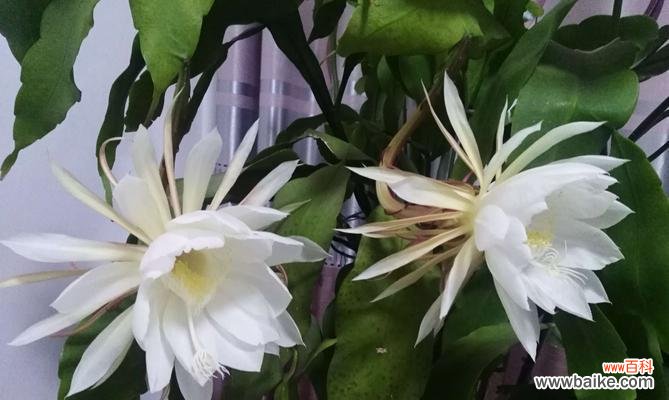 相伴追寻的生命之旅 昙花传说