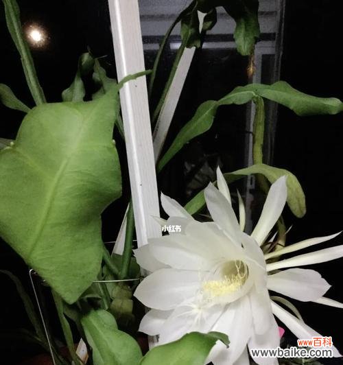 以昙花开花象征为主题的文章 昙花开放，寓意生命之美
