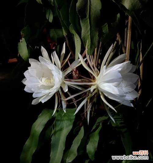 以昙花开花象征为主题的文章 昙花开放，寓意生命之美