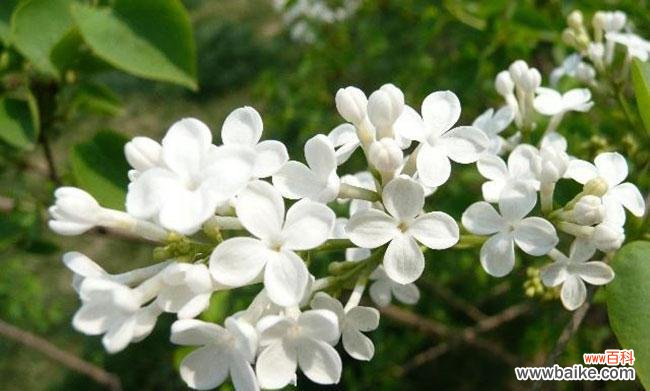 在生活中发现丁香花的美丽与神秘 丁香花语,了解这种花朵的意义