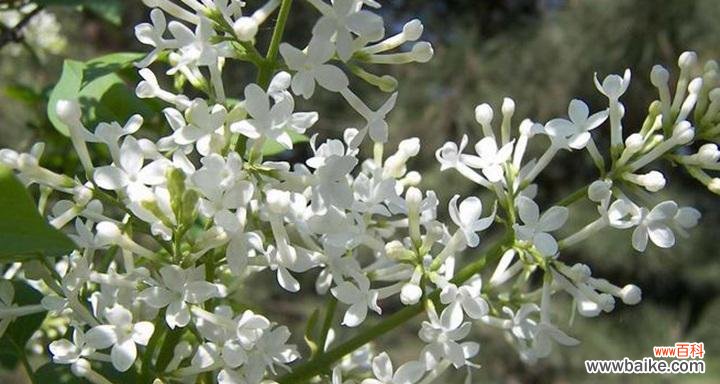 在生活中发现丁香花的美丽与神秘 丁香花语,了解这种花朵的意义