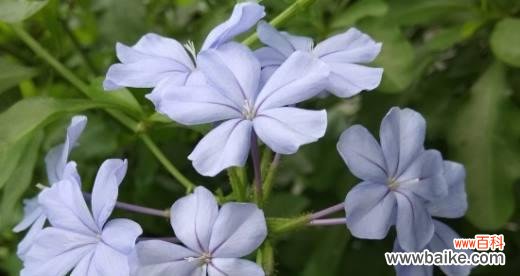 探索蓝雪花的神秘世界 蓝雪花的花语和寓意