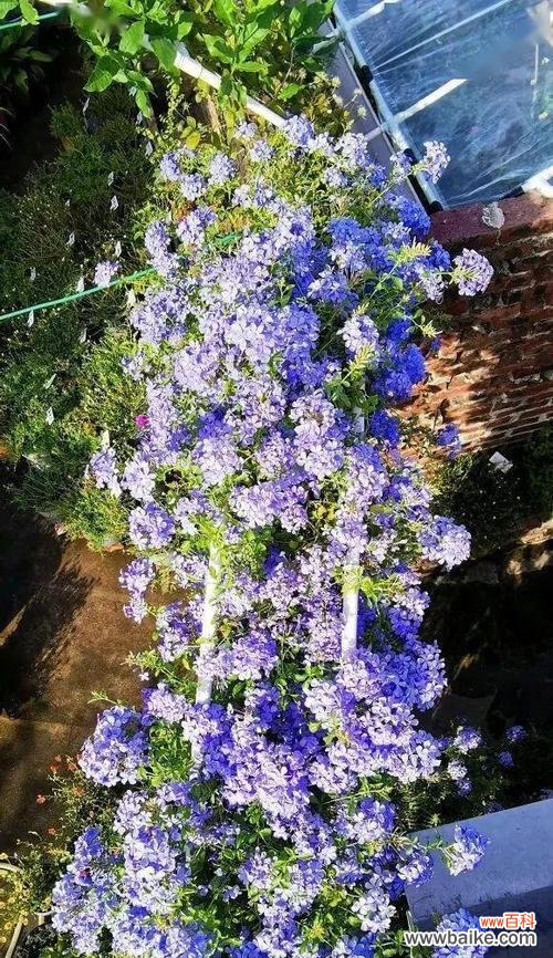 探索蓝雪花的神秘世界 蓝雪花的花语和寓意