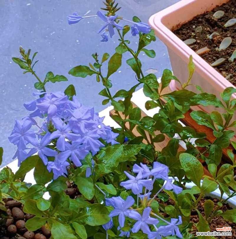 探索蓝雪花的神秘世界 蓝雪花的花语和寓意