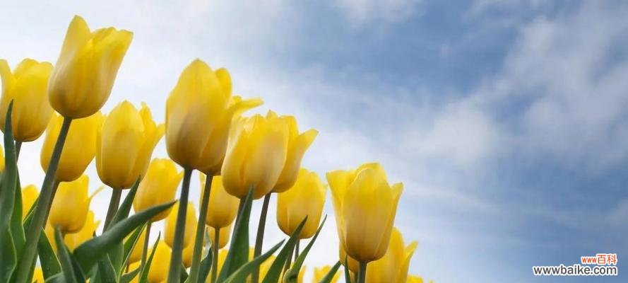 爱情之花在绽放，美丽与尊贵的象征在舞动 郁金香——代表爱情、美丽与尊贵的花语与寓意