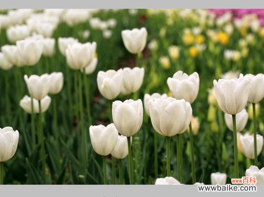 爱情之花在绽放，美丽与尊贵的象征在舞动 郁金香——代表爱情、美丽与尊贵的花语与寓意