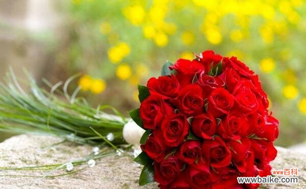 解读不同数量玫瑰花的意义 玫瑰花朵数的含义