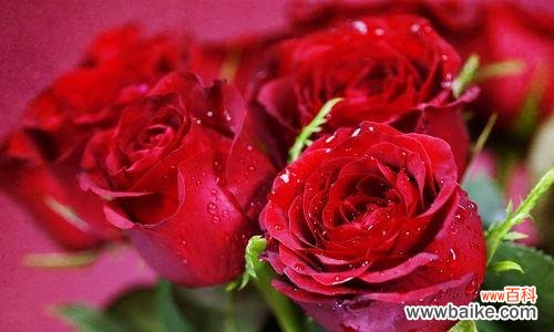 玫瑰花语传递爱意，十九朵红玫瑰意味着什么？ 十九朵红玫瑰的深情告白