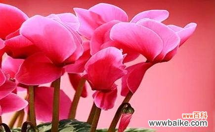 揭秘仙客来的含义及文化底蕴 仙客来寓意解析