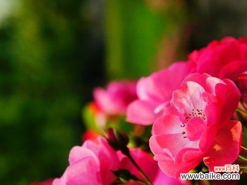 揭秘蔷薇花的世界——蔷薇的寓意与象征意义 蔷薇的花语和寓意