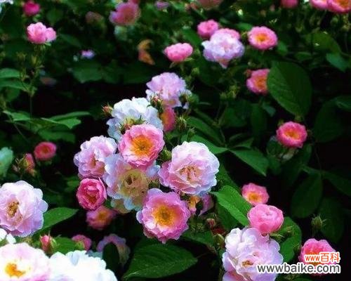 揭秘蔷薇花的世界——蔷薇的寓意与象征意义 蔷薇的花语和寓意