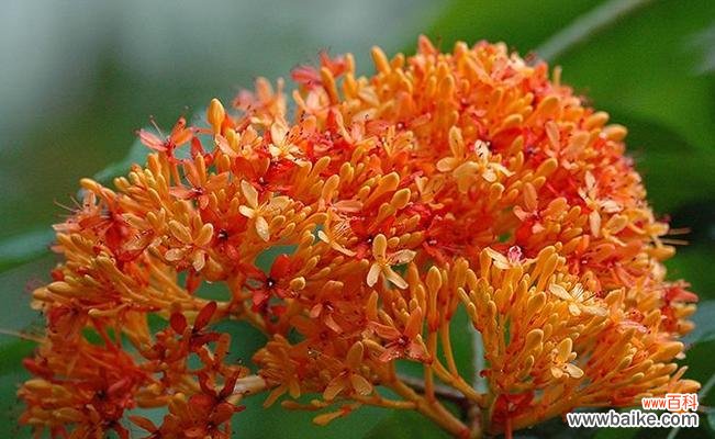 以白色百合为象征 无私的花语——以白色百合为主题