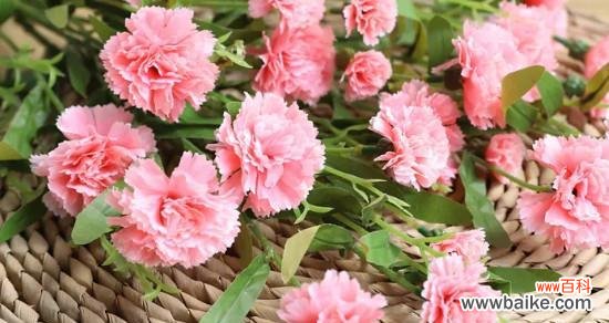 探索迷雾中的花朵秘密 无法言说的爱之花语奇观