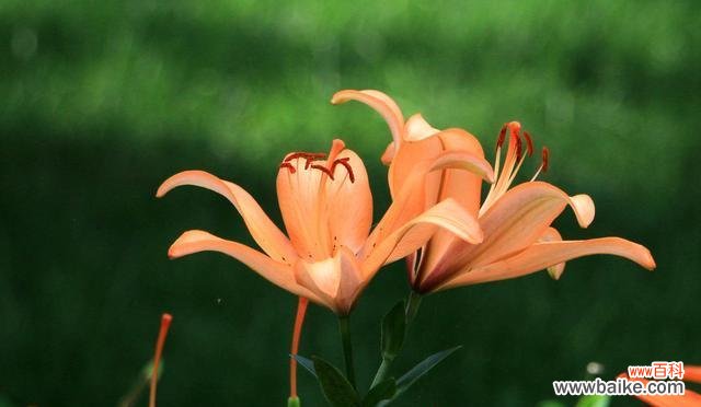 寄托幸福的花朵和美好祝福 用花语祝福你的快乐