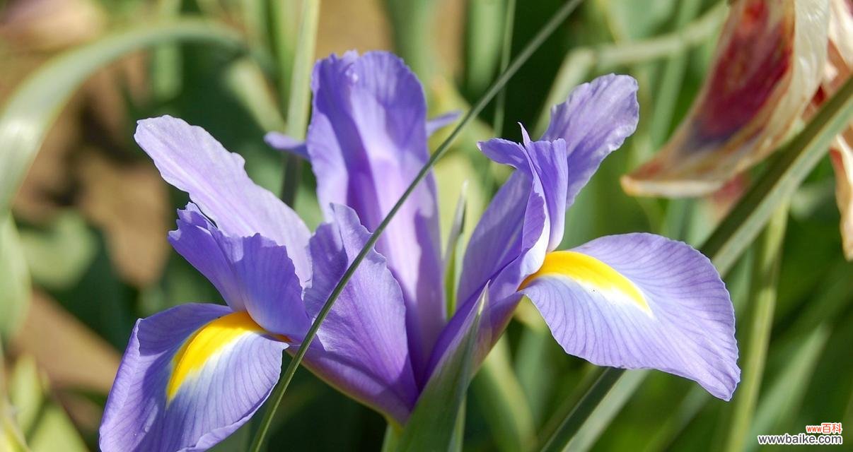 阳光照耀下 以向日葵的花语表达希望的阳光