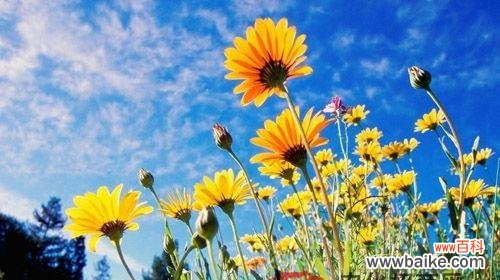 阳光照耀下 以向日葵的花语表达希望的阳光