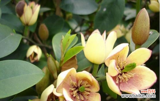 以向阳菊的花语探寻人们对希望的向往与追求 希望之花——向阳菊的花语