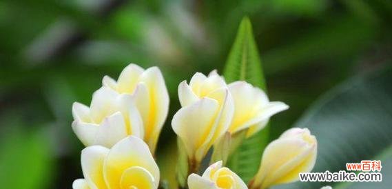 菊花花语的深意及其与人生态度的关联 无所谓——以菊花的花语为主题的文章