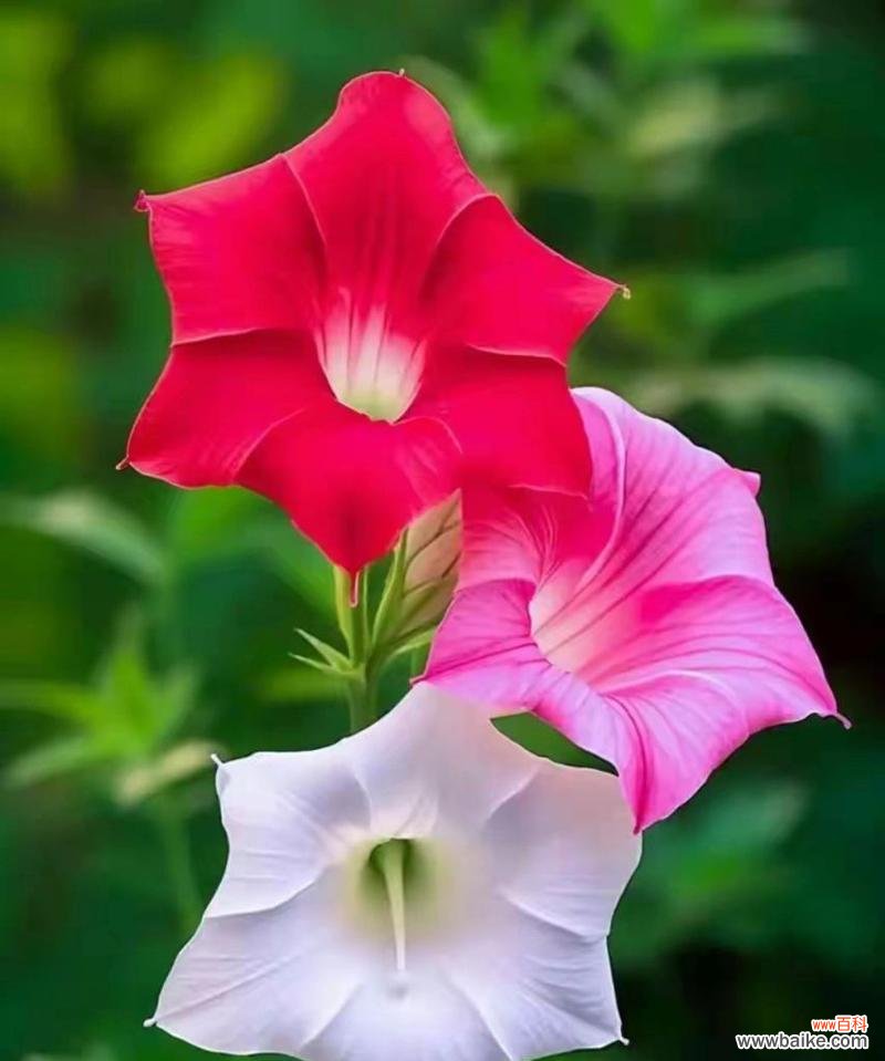 表达思念之情的鲜花 相思花的花语