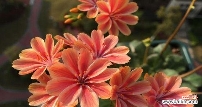 迎春花的花语和相逢的意义 花语相逢-以迎春花为主题的文章