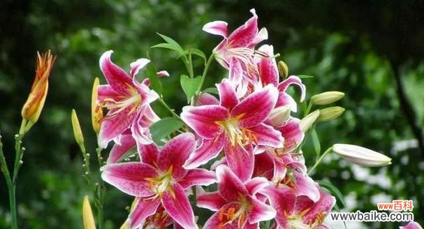 浪漫之语背后的真情告白 花语告白