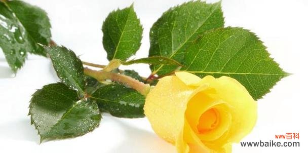 浪漫之语背后的真情告白 花语告白