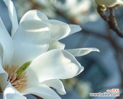 探寻白兰花的神秘魅力 白兰花的花语与寓意