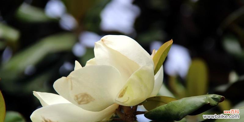 揭开白色莲花的神秘面纱——探寻花语和象征意义 白色莲花的花语与象征意义