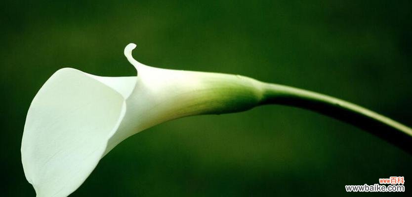 揭开白色莲花的神秘面纱——探寻花语和象征意义 白色莲花的花语与象征意义