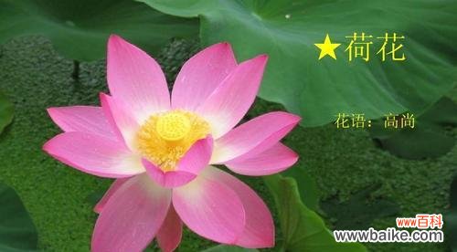 揭开白色莲花的神秘面纱——探寻花语和象征意义 白色莲花的花语与象征意义