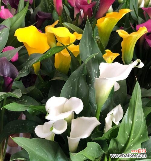 欣赏白色马蹄莲花语及其深层寓意 白色马蹄莲