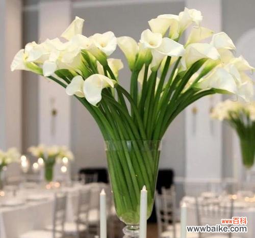 欣赏白色马蹄莲花语及其深层寓意 白色马蹄莲